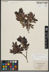Foto von Salix phylicifolia L.